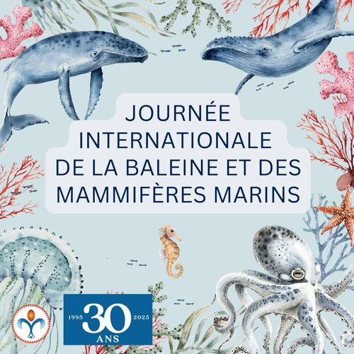 Journée internationale de la baleine et des mammifères marins 🐬🌊 
Aujourd'hui, nous célébrons ces géants des océans et tous les animaux marins qui jouent un rôle essentiel dans l'équilibre de nos écosystèmes. 
Protéger ces magnifiques créatures, c'est aussi protéger la vie sur Terre. Pour les respecter, adoptons des gestes simples : réduisez votre utilisation de plastique, choisissez des activités marines responsables, soutenez les initiatives de conservation, et ne dérangez jamais les animaux marins dans leur habitat naturel. 
Chaque petit geste compte pour préserver la beauté et la vie de nos océans. 🌊💙✨ 

#Conservation #RespectDeLaNature #Baleines #Océans #ÉcoResponsable